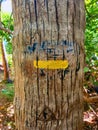 Yellow trail sign for hiking on palm tree trunk in tropical forest of the French West Indies. Road signs, hiking trails and Royalty Free Stock Photo