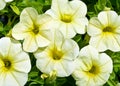 A Cluster of Calibrachoa \'Calimar Banana\' Blooms Royalty Free Stock Photo