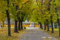 Yellow tramway and autumn alley in Sofia, Bulgaria