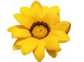 Yellow treasure flower isolated on white. Gazania rigens Royalty Free Stock Photo