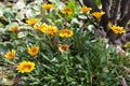 Yellow Treasure Flowers also known as Pied Gazanias or just Gazanias Royalty Free Stock Photo