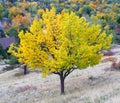 Yellow Tree Royalty Free Stock Photo
