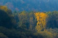 Yellow tree in autumn forest landscape with blue heron in flight Royalty Free Stock Photo