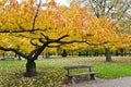 Yellow tree and a bench