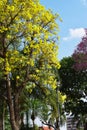 yellow tree, blue sky Royalty Free Stock Photo