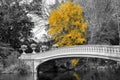 Yellow tree in Central Park fall landscape scene New York City Royalty Free Stock Photo