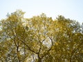 Yellow tree bush on blue sky and sunshine,Yellow leaves, nature background