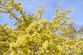 Ciliegia cornelian, cornel, dogwood, Cornus mas, Cornus officinalis closeup across blue sky. Spring natural background Royalty Free Stock Photo