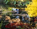 Yellow Tree Colorful Reflections Van Dusen Gardens Royalty Free Stock Photo