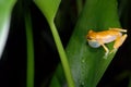 Yellow tree frog calling in Costa Rica Royalty Free Stock Photo