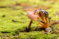 Yellow tree frog Royalty Free Stock Photo