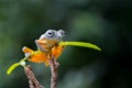 Yellow tree frog Royalty Free Stock Photo