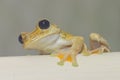 Yellow tree frog Royalty Free Stock Photo