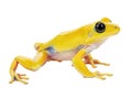 Yellow tree frog isolated on white background Royalty Free Stock Photo