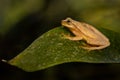 A yellow tree frog on a leaf Royalty Free Stock Photo
