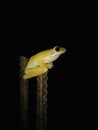 Yellow tree frog, Night photography