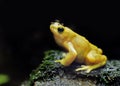 Yellow tree frog Royalty Free Stock Photo