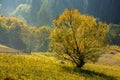 Yellow tree in front of spruce forest in fog Royalty Free Stock Photo