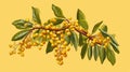 Yellow tree with green leaves and small, brightly colored fruit hanging from branches. These fruits are likely to be
