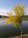 Yellow tree on the lake shore