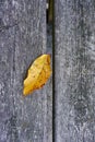 Yellow tree leaves, autumn colors