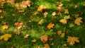 Yellow tree leaves falling on green grass in autumn park. Abstract background, fall in the city Royalty Free Stock Photo