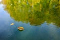 Autumn leafs felt in water Royalty Free Stock Photo