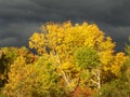Yellow tree leaves illuminated in the foreground, thunderstorm clouds behind