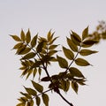 Yellow tree leaves in the nature in springtime