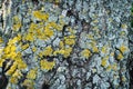 Yellow tree lichens