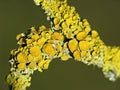 Yellow tree lichens on a branch in Germany