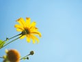 Yellow Tree Marigold or Maxican Sunflower and green leaves against blue sky Royalty Free Stock Photo