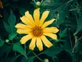 Yellow Tree marigold, Mexican tournesol, Mexican sunflower, Japanese sunflower Royalty Free Stock Photo