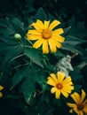 Yellow Tree marigold, Mexican tournesol, Mexican sunflower, Japanese sunflower Royalty Free Stock Photo