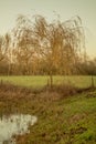 Yellow tree in a meadow with water. The Netherlands, Vortum-Mullem