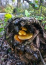 Yellow tree mushrooms on a rotten tree in a forest in suburban New Jersey, USA Royalty Free Stock Photo