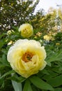 Yellow Tree Peony - Paeonia High Noon Royalty Free Stock Photo