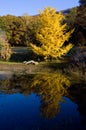 Yellow Tree By Pond