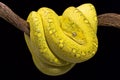 Yellow tree python (Morelia viridis)