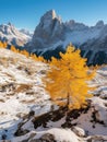 Yellow tree stands on a snowy mountain top
