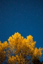 Yellow tree and starry sky at autumn night Royalty Free Stock Photo