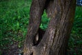 Yellow tree trunk with through hole, hollow. Textured vertical relief rough bark. Green grass in park