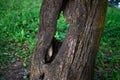 Yellow tree trunk with through hole, hollow. Textured vertical relief rough bark. Green grass