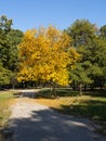 Yellow tree in Youth Park, Ruse at autumn, Royalty Free Stock Photo