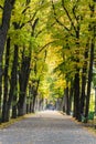 Yellow trees alley in autumn city park Royalty Free Stock Photo