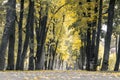 Yellow trees alley in autumn city park Royalty Free Stock Photo