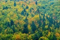 Yellow trees. Autumn forest, many trees in hills, orange oak, yellow birch, green spruce, Mala Fatra mountain, Slovakia. Beautiful Royalty Free Stock Photo