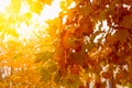 Yellow trees in autumn. Maple leaves lit by the sun, selective soft focus Royalty Free Stock Photo