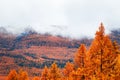 Yellow trees in the autumn mountains at foggy day Royalty Free Stock Photo