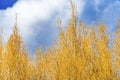 Yellow Trees Blue Skies Larsen Lake Blueberry Farm Park Bellevue Washington